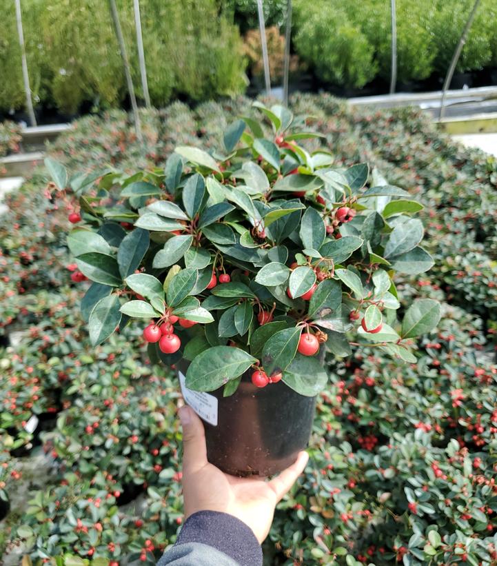 Gaultheria procumbens Cherry Berries™