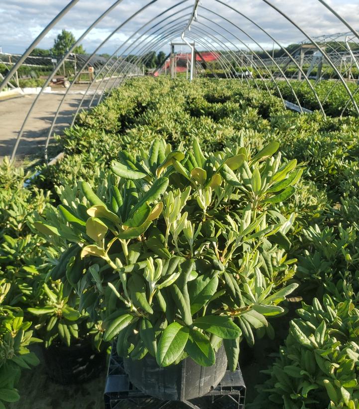 Rhododendron yak. Prince