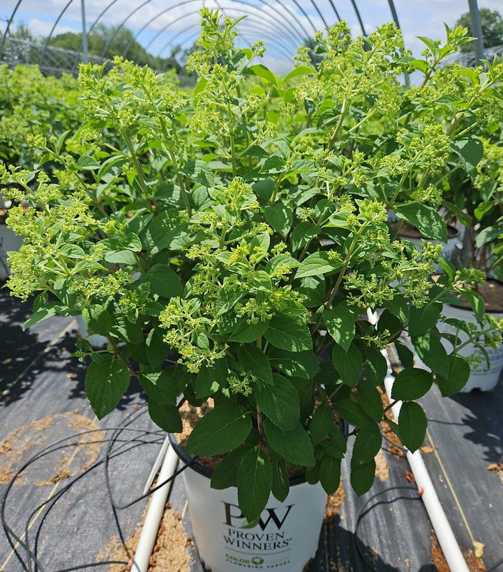 Hydrangea paniculata Bobo®