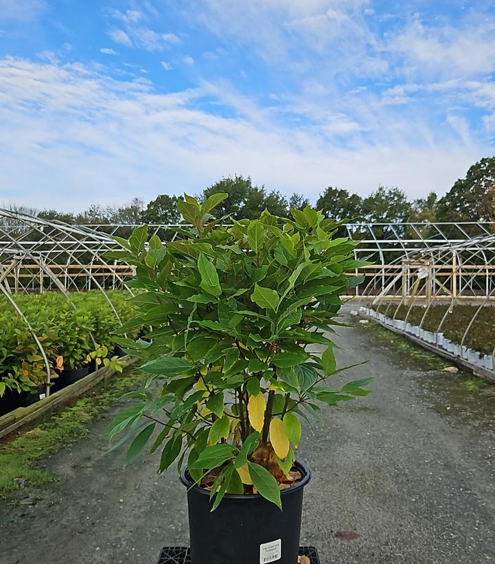 Calycanthus floridus 