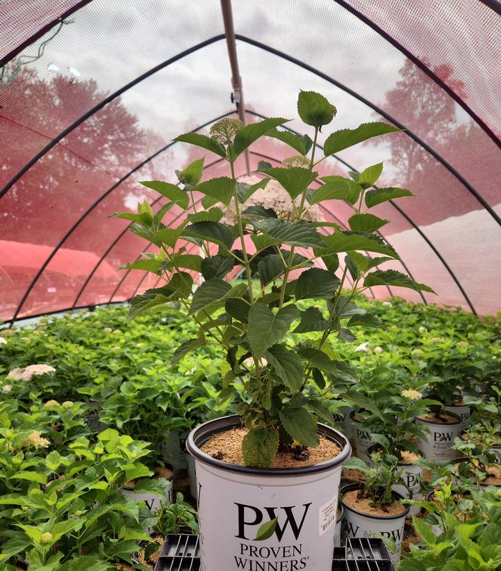 Hydrangea arborescens Invincibelle® Invincibelle Wee White®