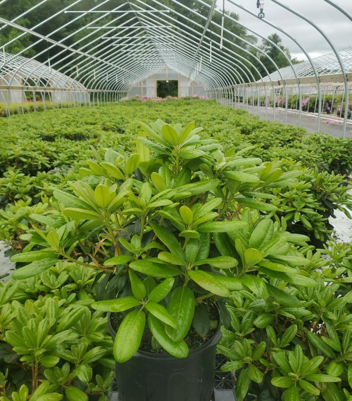 Rhododendron 'Scintillation'
