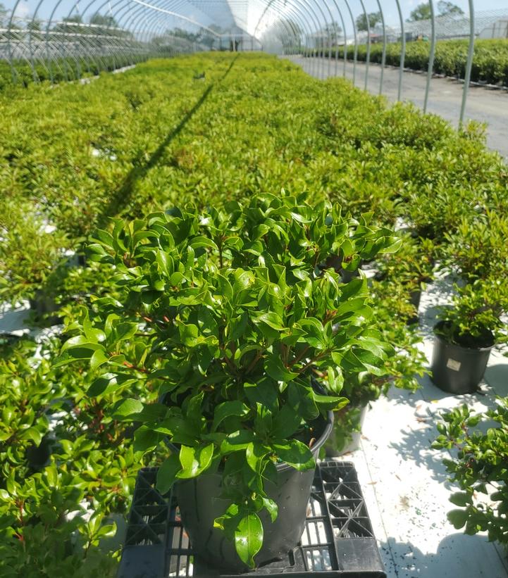 Kalmia latifolia 'Carol'
