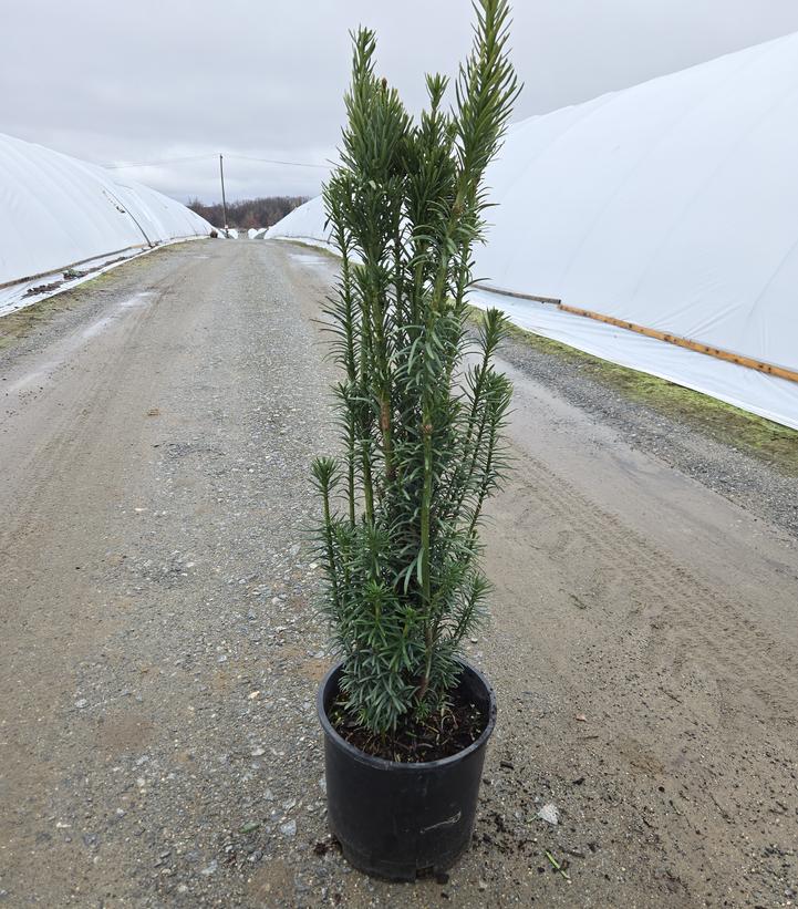 Cephalotaxus harringtonia 'Fastigiata'