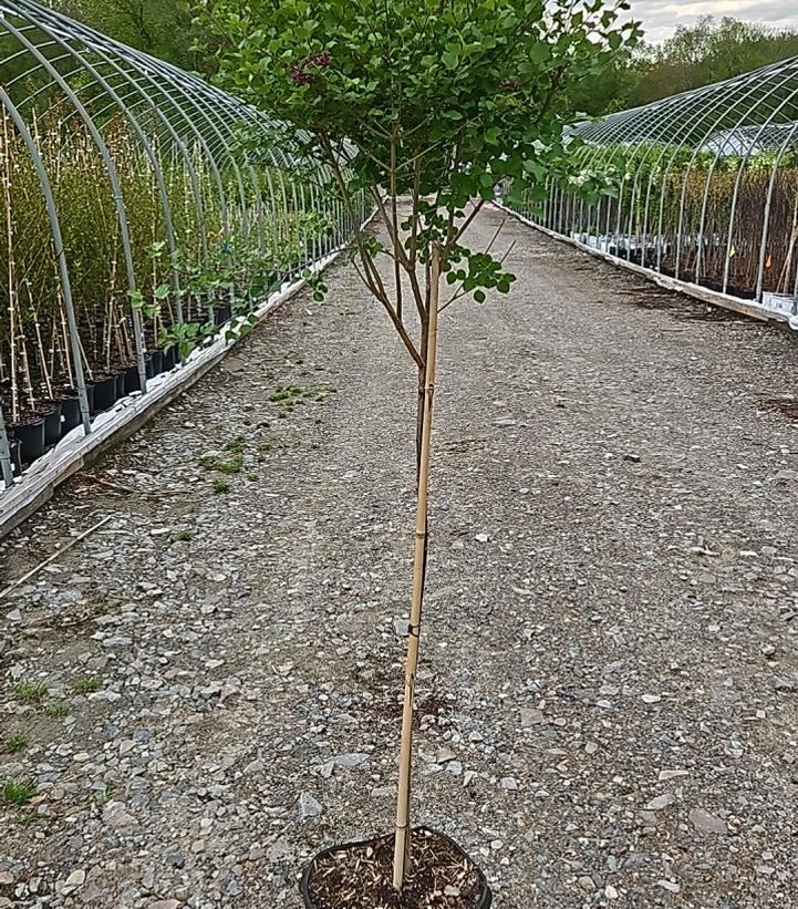 Syringa meyeri Palibin