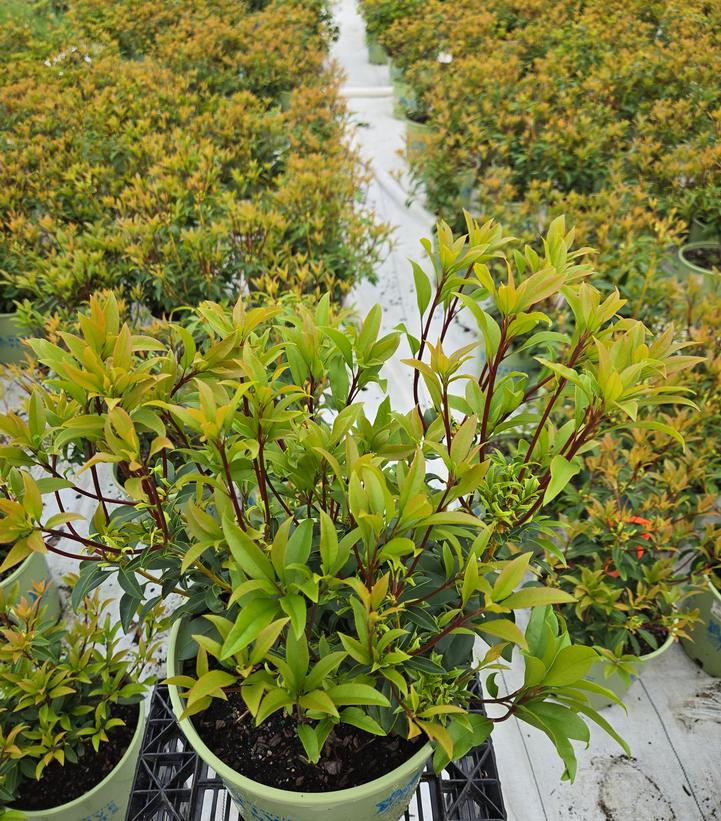 Kalmia latifolia Pink Charm