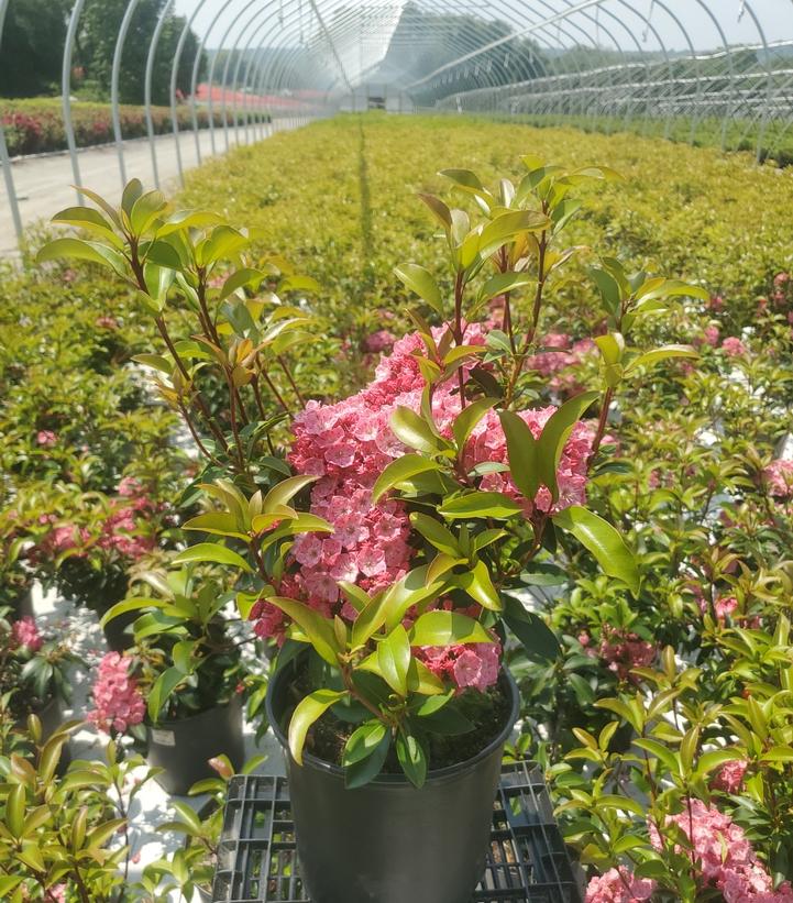 Kalmia latifolia Pink Globe