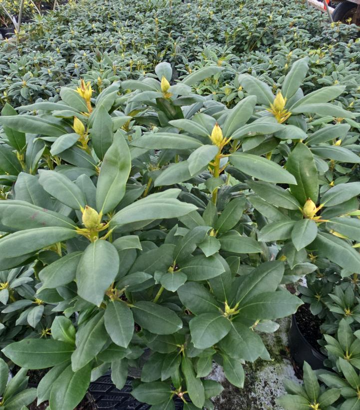 Rhododendron cat. Roseum Elegans