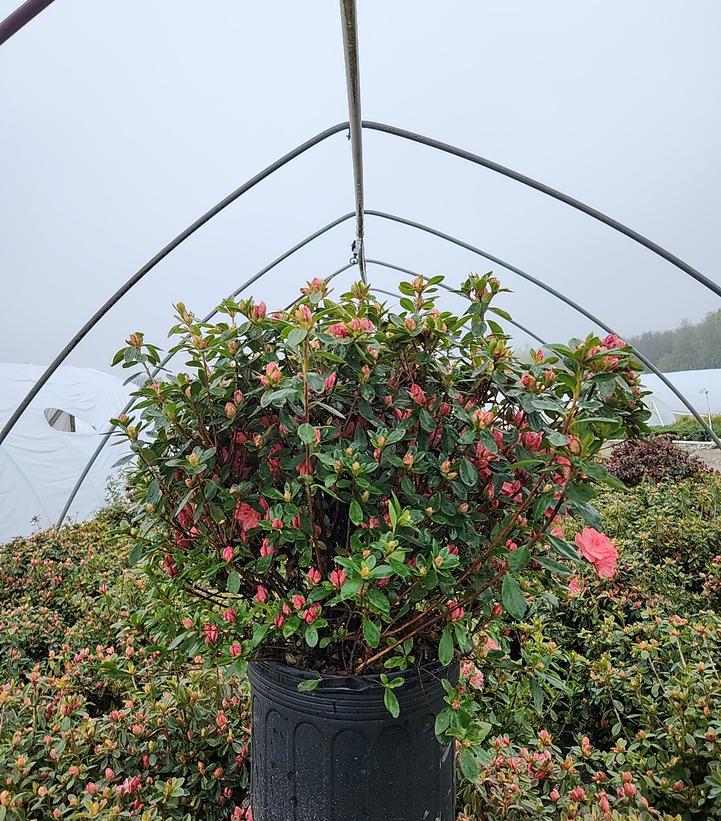 Azalea 'Blaauws Pink'