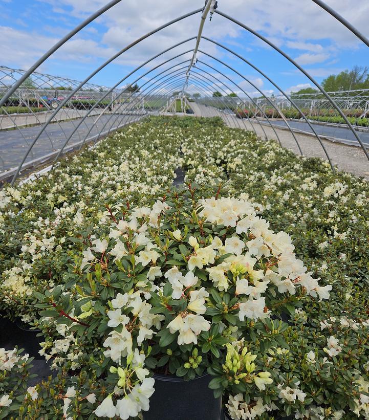 Rhododendron Towhead