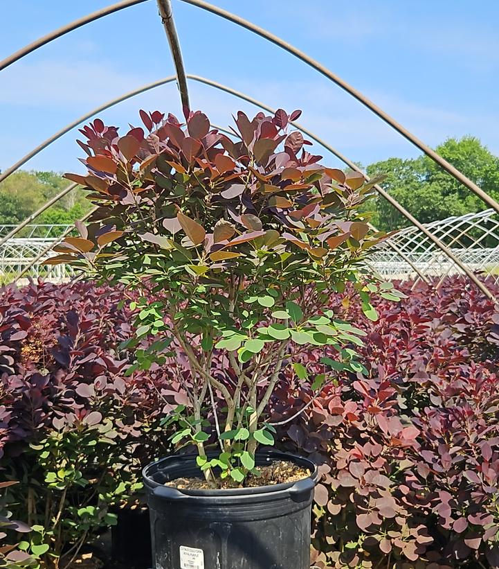Cotinus coggygria Royal Purple