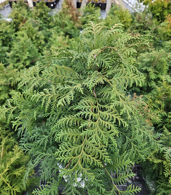 Chamaecyparis pisifera Soft Serve®