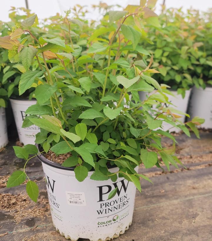 Spiraea media Double Play® Double Play® Blue Kazoo®