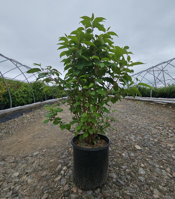 Viburnum plicatum f. tomentosum 'Mariesii'