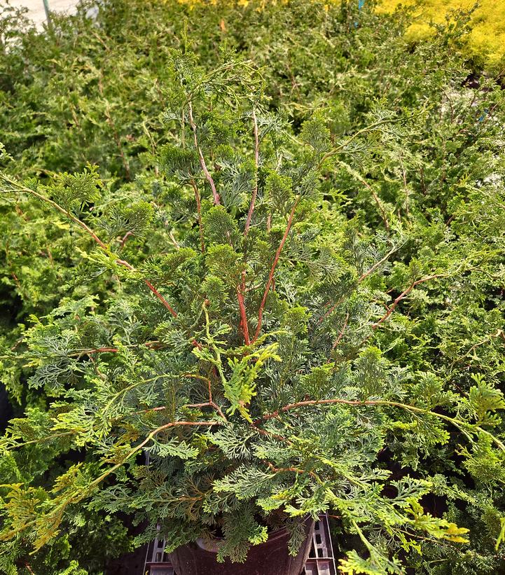 Chamaecyparis obtusa 'Gracilis'