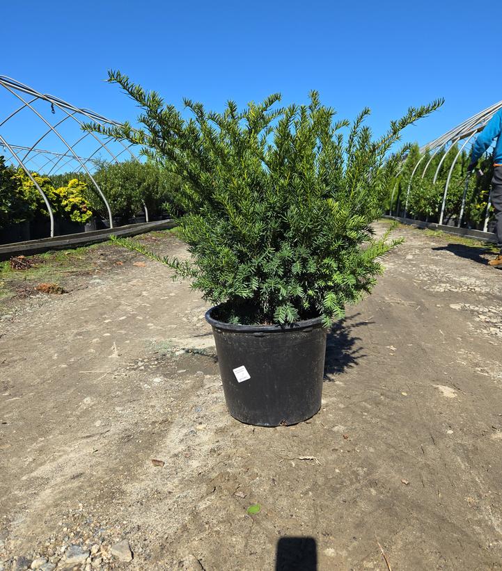 Taxus cuspidata Densiformis
