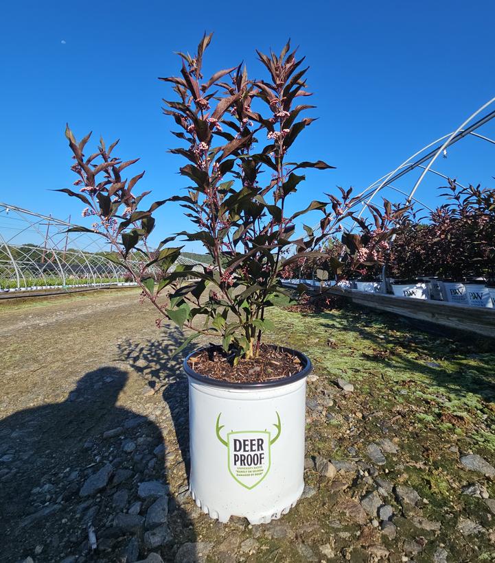 Callicarpa x Pearl Glam®