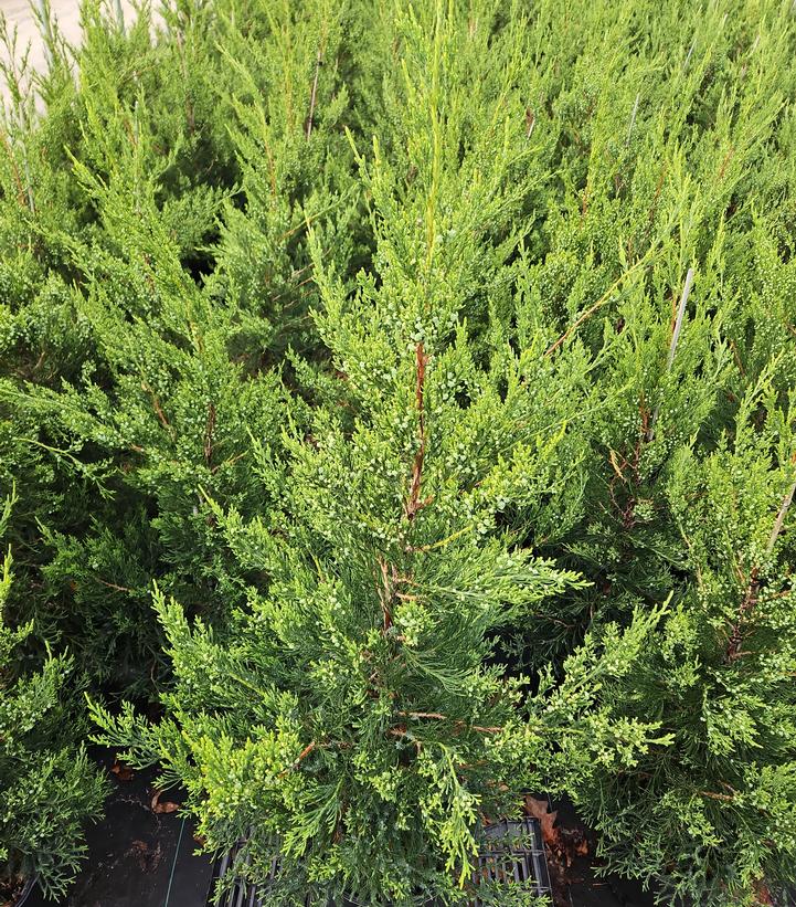 Juniperus c. Hetzii columnaris