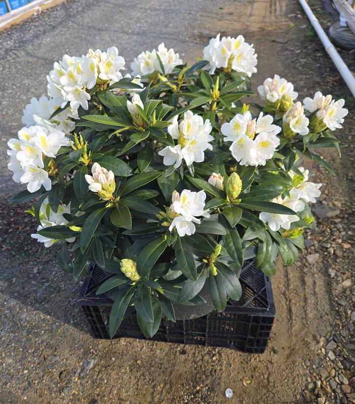 Rhododendron cat. Chionoides