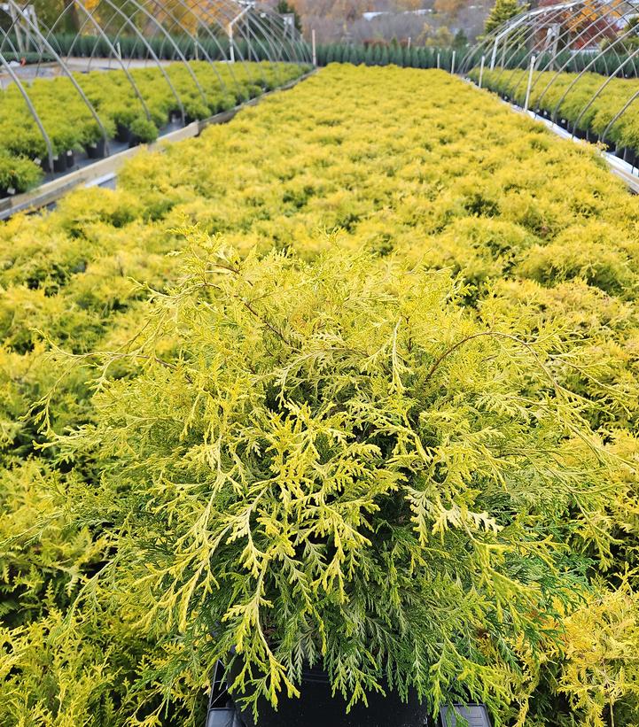 Chamaecyparis pisifera 'Vintage Gold'