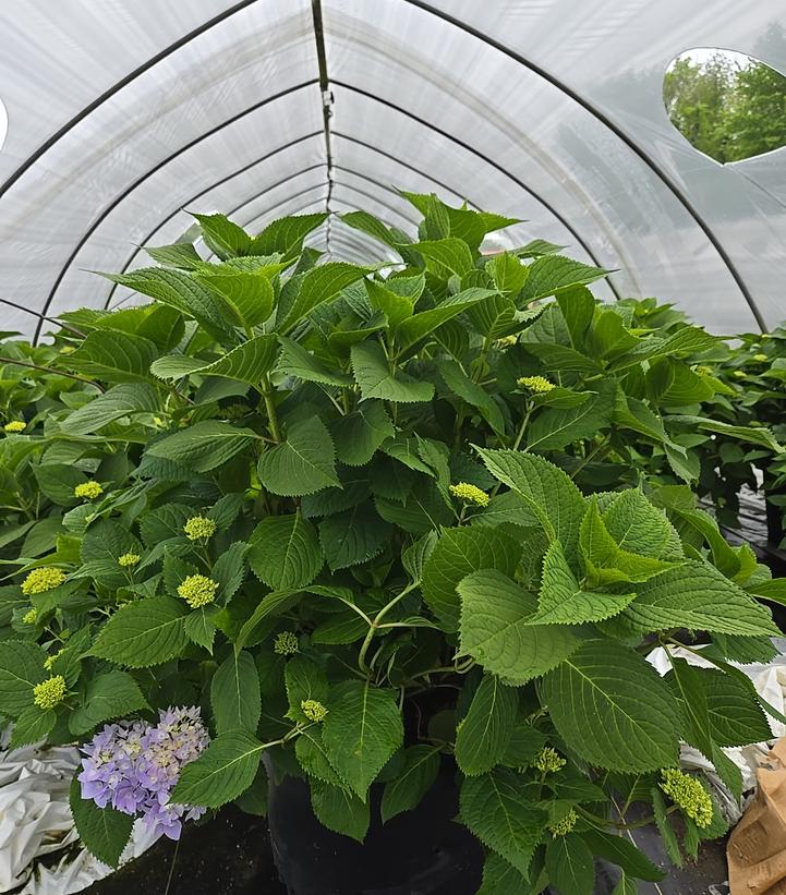Hydrangea macrophylla Endless Summer® Collection Endless Summer® The Original