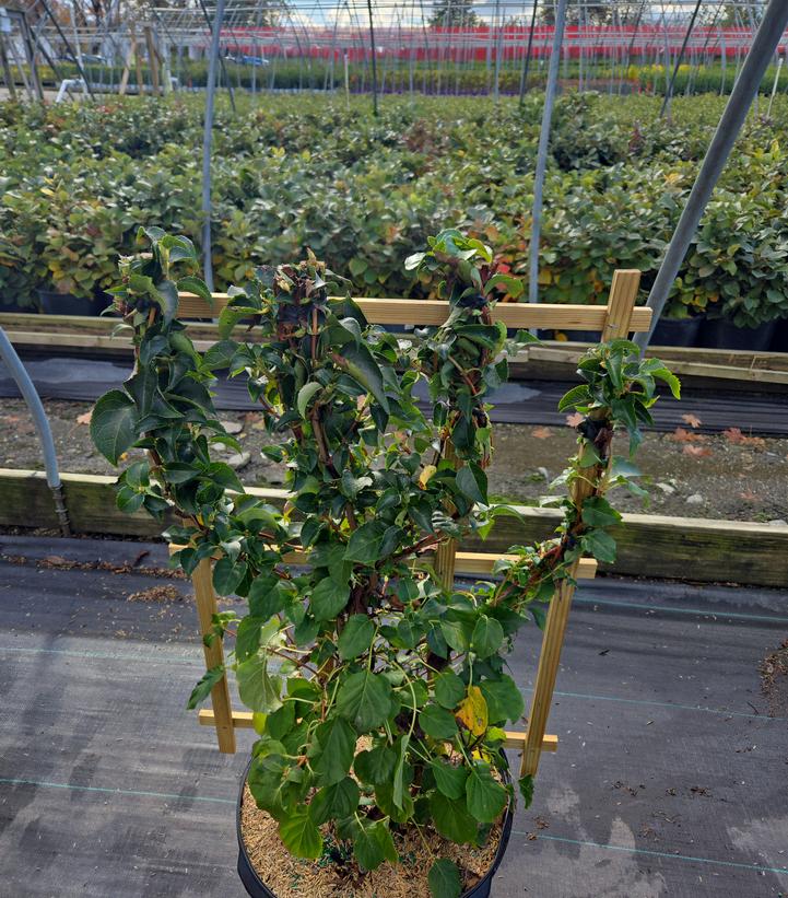 Hydrangea anomala petiolaris