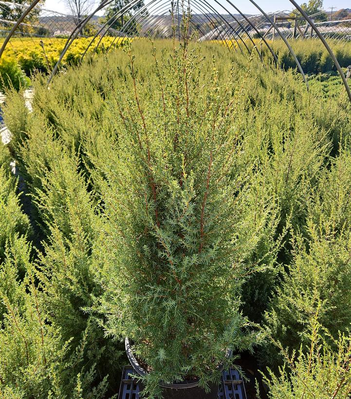 Juniperus communis Gnom