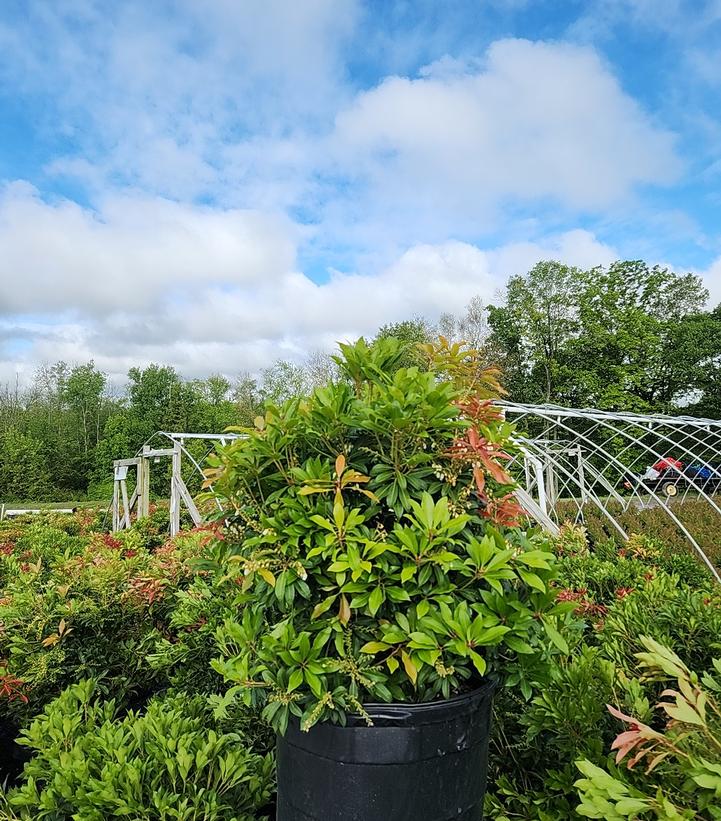 Pieris jap. 'Mountain Fire'