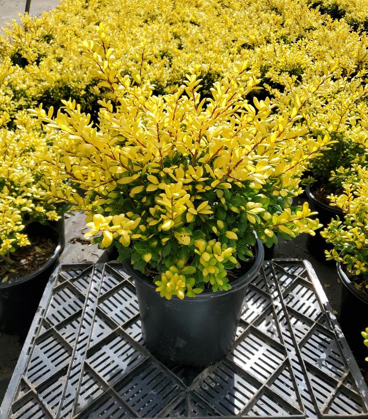 Ilex crenata 'Drops of Gold'