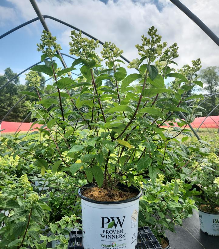 Hydrangea paniculata Fire Light®