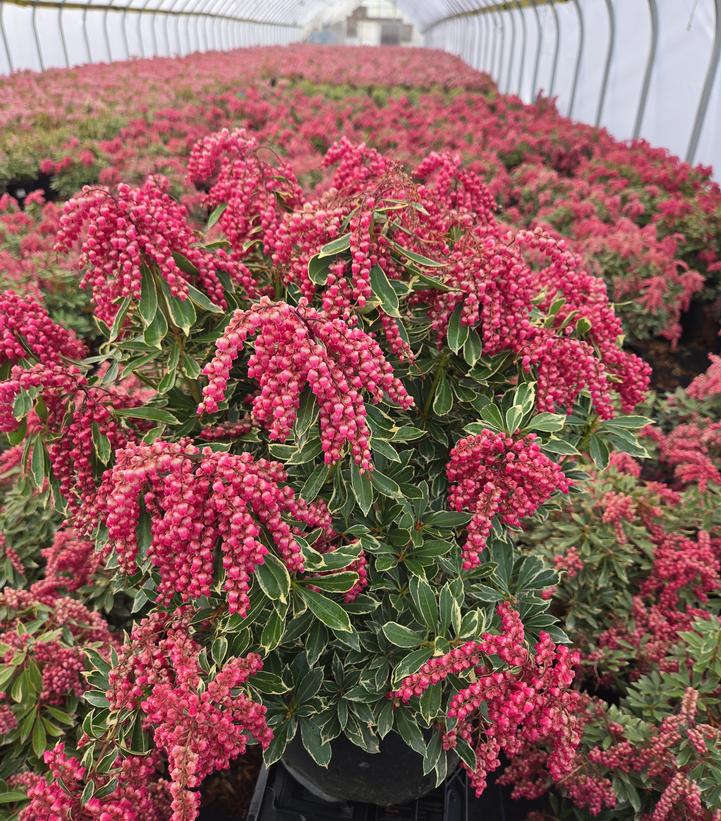 Pieris jap. Passion Party™ Passion Frost