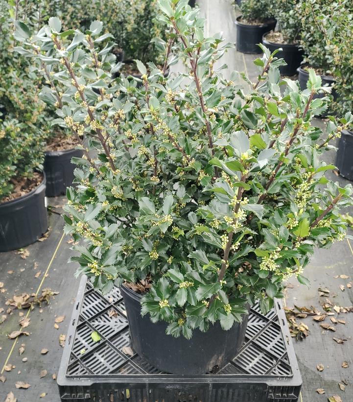 Ilex X meserveae Blue Prince