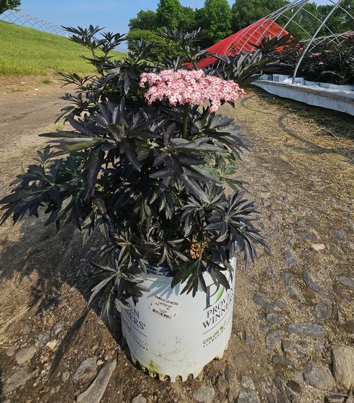 Sambucus nigra Laced Up®