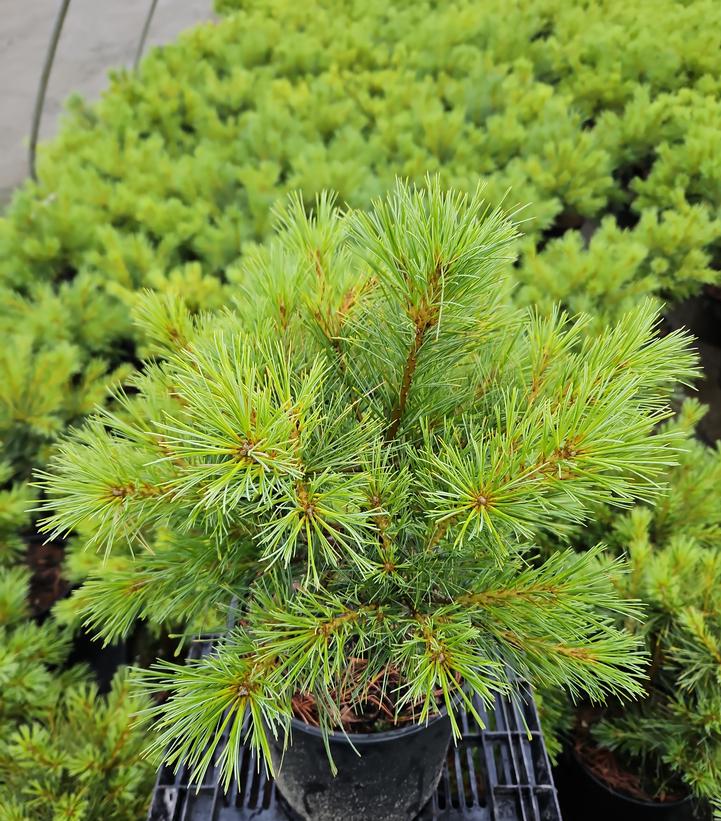 Pinus strobus 'Blue Shag'