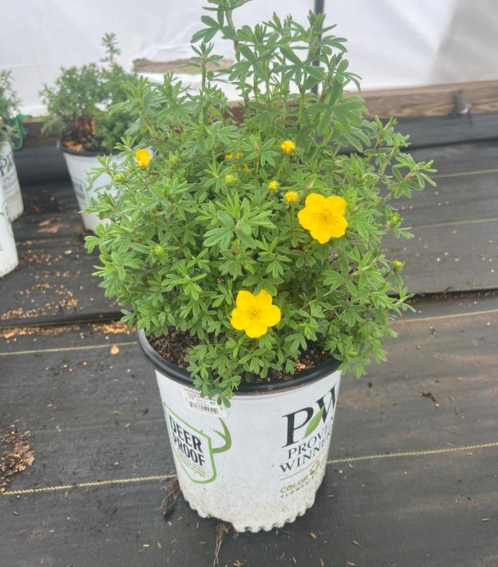 Potentilla fruticosa Happy Face®