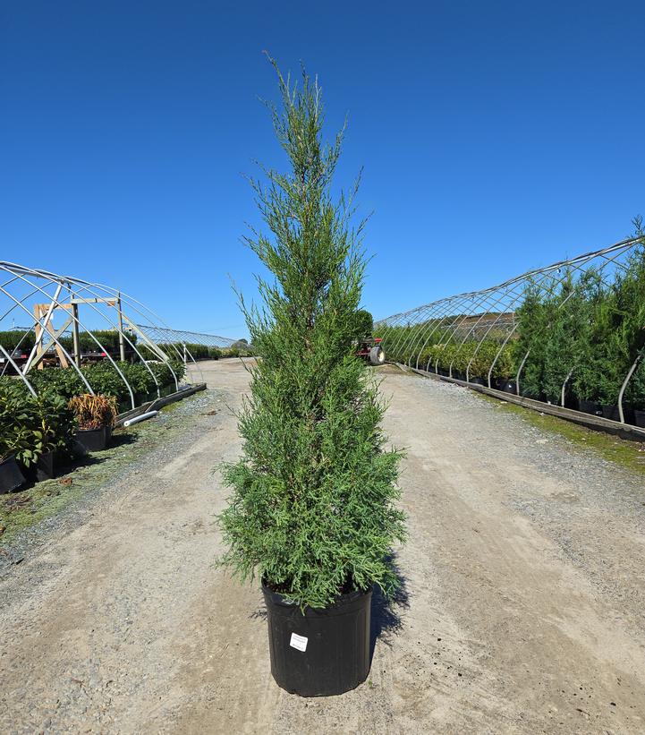 Juniperus virginiana 