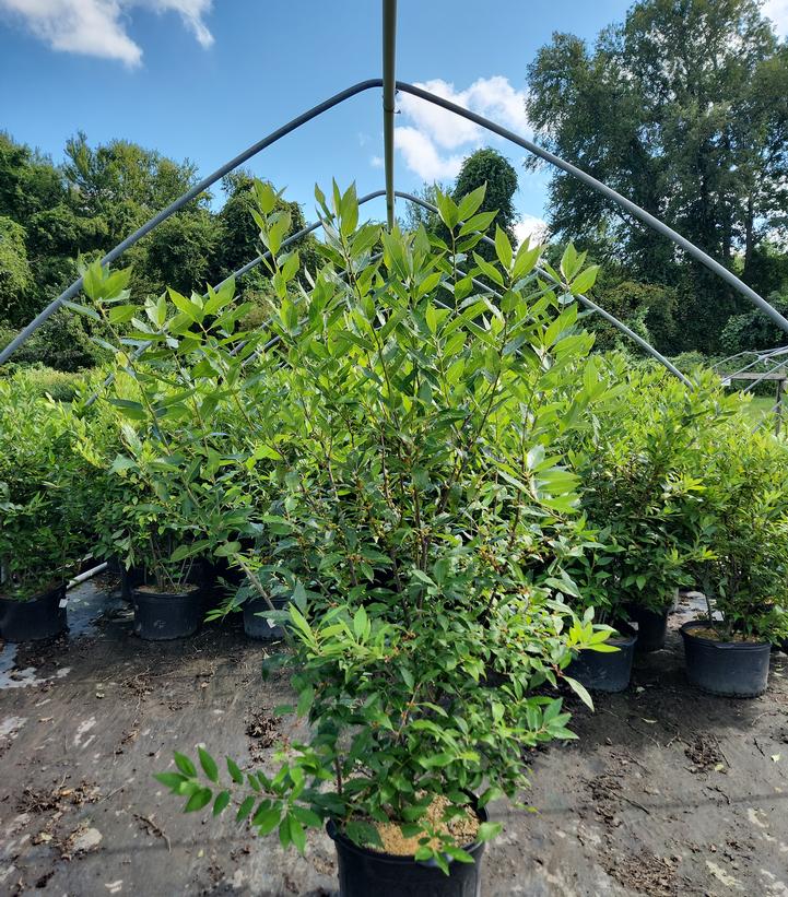 Ilex verticillata 'Winter Red'