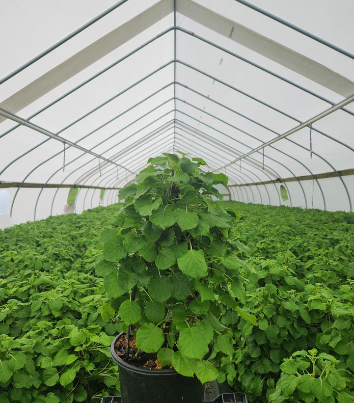 Hydrangea anomala petiolaris