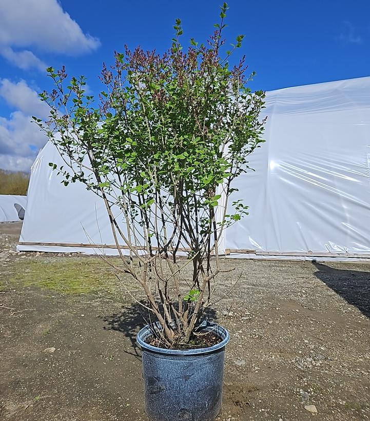 Syringa meyeri 'Palibin'