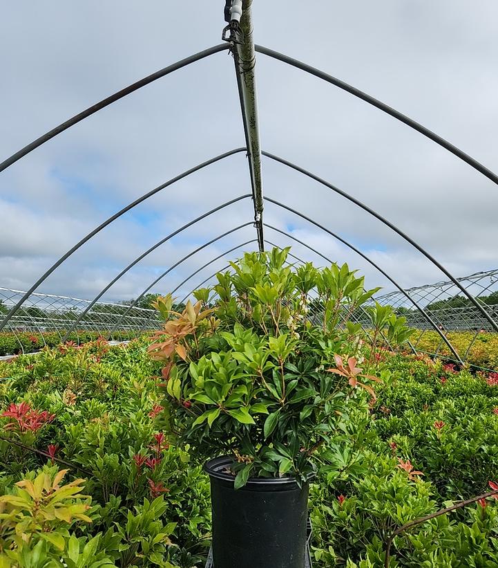 Pieris jap. 'Mountain Fire'