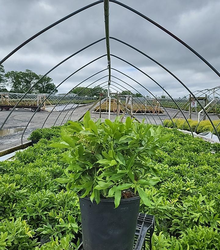 Pieris japonica 'Avalanche'