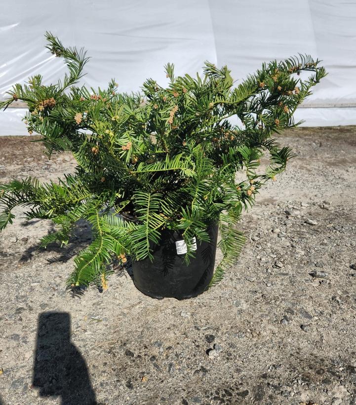 Cephalotaxus harringtonia var. 'Drupacea'