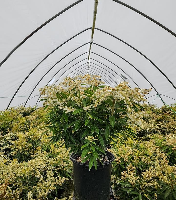 Pieris jap. Brouwers Beauty