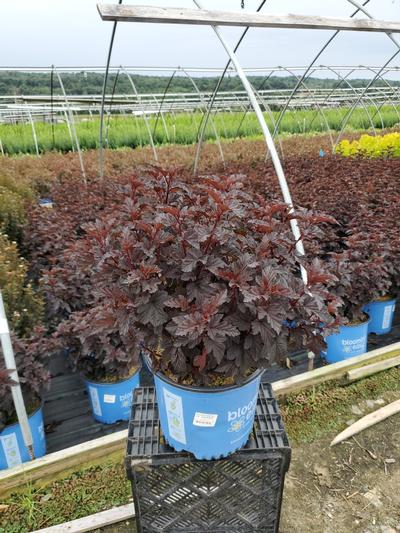 Physocarpus opulifolius Panther® Physocarpus opulifolius Panther®