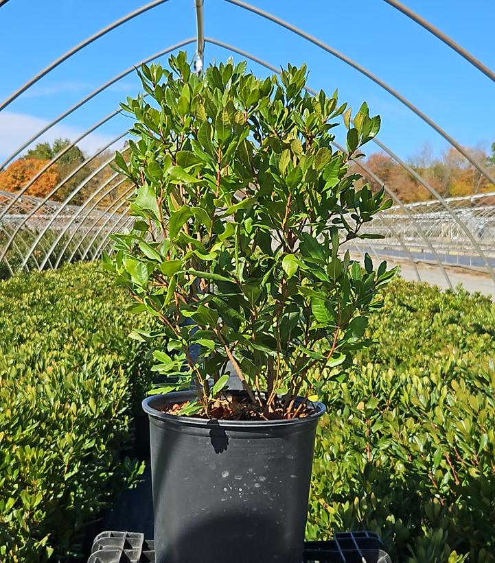 Myrica pensylvanica 