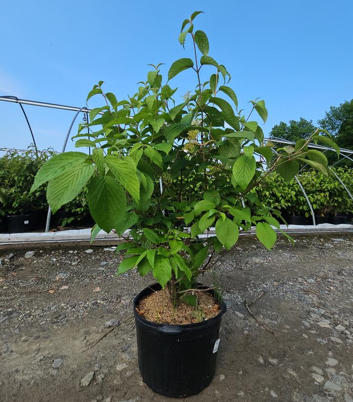 Viburnum plicatum f. tomentosum 'Shasta'