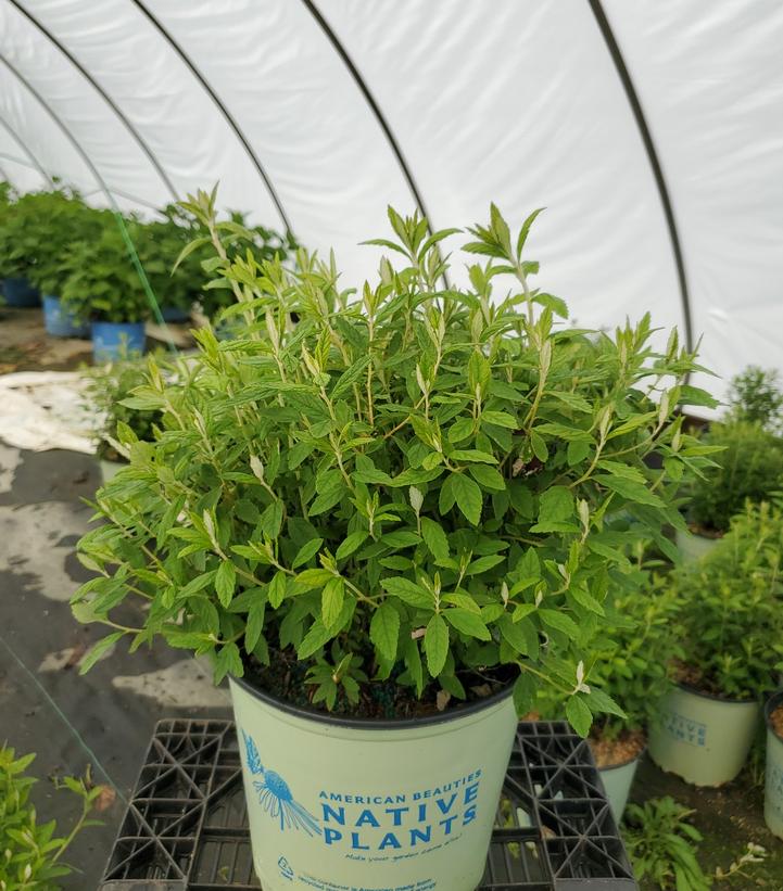 Spiraea tomentosa 