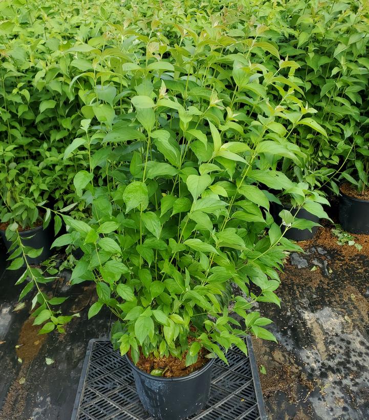 Cornus amomum 