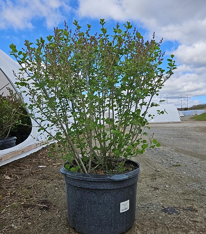 Syringa meyeri 'Palibin'