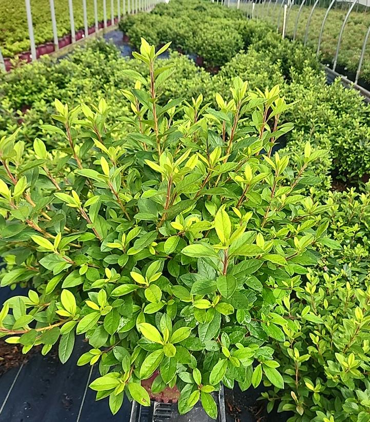 Azalea Encore® Autumn Sangria™ Azalea Encore® Autumn Sangria™